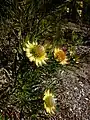 Protea scolymocephala