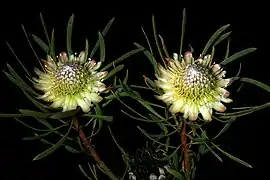 leaves and flowerheads at the Caledon Wild Flower Show in Caledon, Western Cape