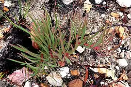 Protea tenax