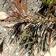 Protea tenax