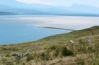 Birds nesting on Protection Island