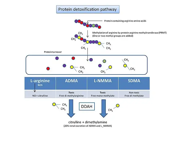 Protein detoxification pathway