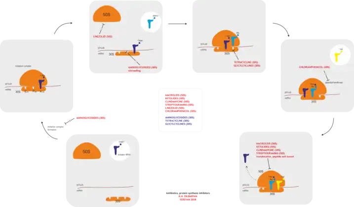 Protein synthesis inhibitors (antibiotics)