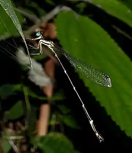 Female