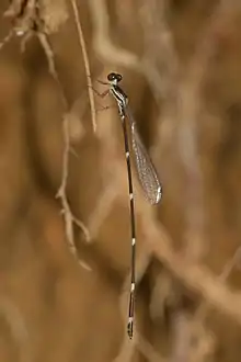 Protosticta gravelyi male