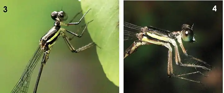 Head (male)