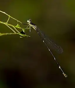 female