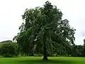 Pruned 'Wentworthii Pendula' at Holyrood