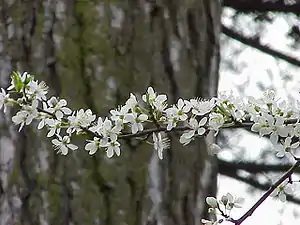 Cherry plum (Prunus cerasifera var. pissardii)