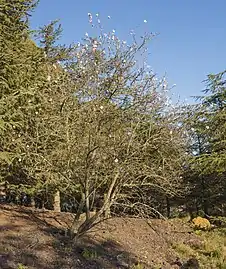 A specimen with its first flowers at the end of February