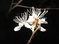 Flowers of Prunus mexicana