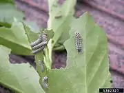 Caterpillars