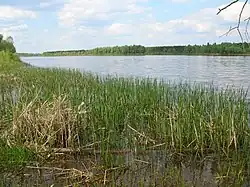 View of the marshy areas bounding the Pripyat River