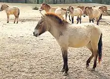 a sand-colored primitive horse with a large head and rough coat with several other similar animals in the background