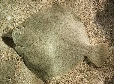 The turbot is a large left-eyed flatfish usually found not too far from shore in sandy shallow waters. It is a prized food fish.