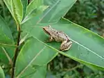 Spring peeper, adult