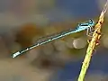 Male (lateral view)