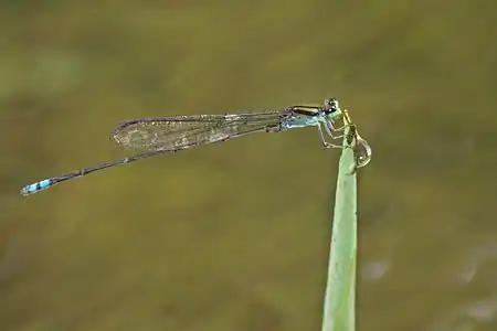 male