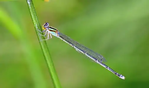 Female