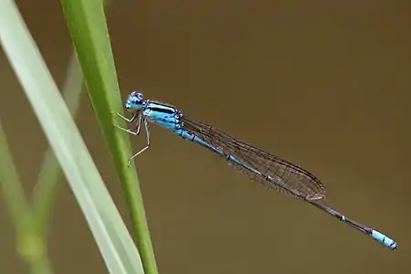 Male