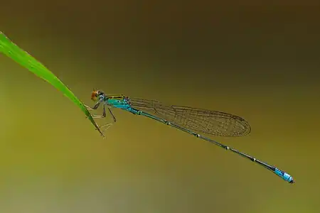 Pseudagrion rubriceps male