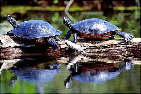 Northern red-bellied cooter (Pseudemys rubriventris), Plymouth Co,, Massachusetts (22 June 2011)