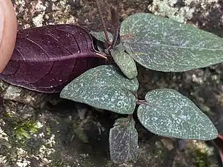 Leaves with random patterning above and dark purple below. Barron Gorge Queensland, March 2022