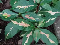 Cultivar with variegated foliage