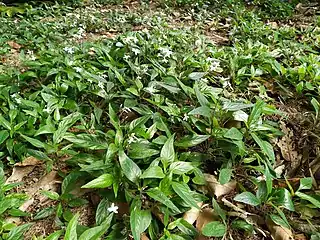 Forming a groundcover at Cairns Railway Station, Queensland, December 2020.