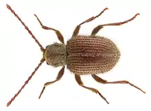 Pseudeurostus hilleri