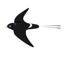 large black swallow in flight with white rump and long tail streamers