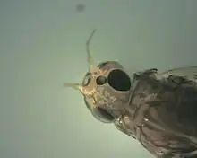 Photograph of the head of the mayfly from the top sowing two large eyes and two antenna