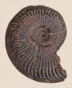 A group of spiral-shaped fossils