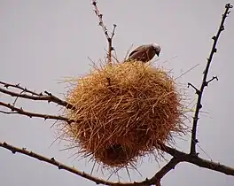 Nest