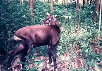 Saola (Pseudoryx nghetinhensis)