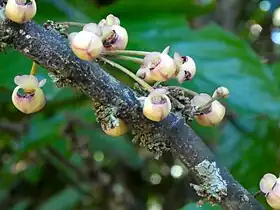 Close up of flowers