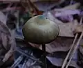 Psilocybe atlantis