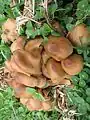 Psilocybe caerulescens from grassland