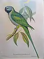 Lord Derby's Parakeet, Psittacula derbiana, J. Gould & H.C. Richter