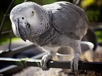 A grey parrot peers into the camera