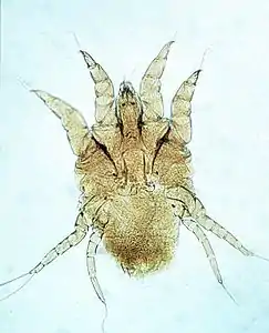 Psoroptes cuniculi surface-feeding mite