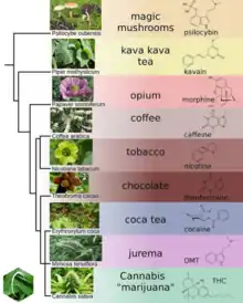 Selected phylogeny