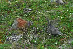 photo of a hen ptarmigan and her chicks