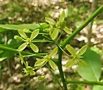 Flowers of Ptelea trifoliata