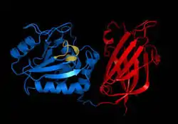 PTEN, a phosphatase.