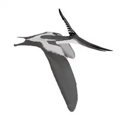 Pteranodon longiceps