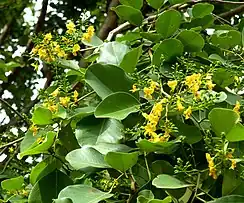 Foliage and inflorescences with buds and flowers