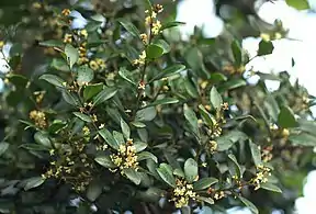 foliage and flowers