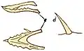 Holotype jaw and tooth of D. bucklandii; from Geikie (1902)