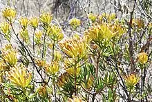 Pteronia paniculata ("Gombos")